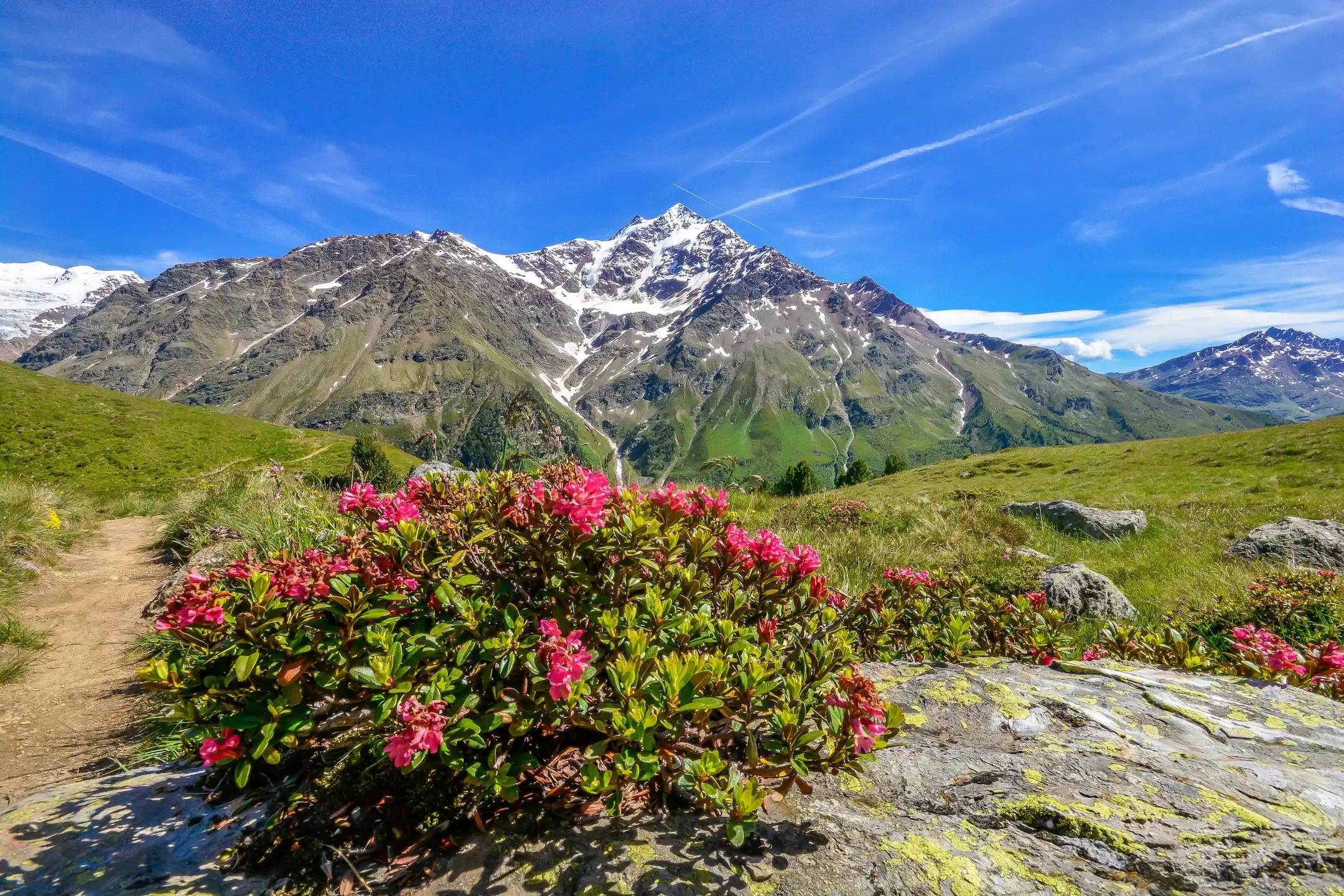 Chalet Primula